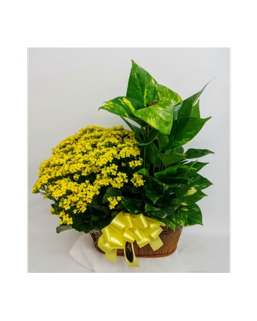 Blooming and Green