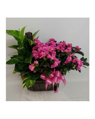 Azalea and Green Plant Basket