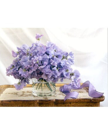 Lavender Sweetpea Arr
