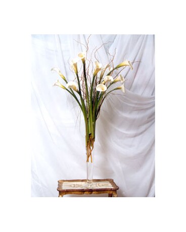 White Colla Lily Arr.
