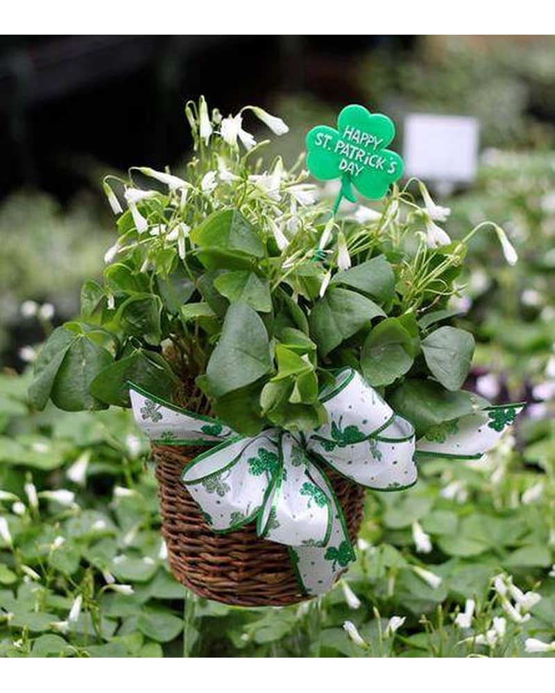 Flowers in a Gift Delivery Tulsa OK - Ted & Debbie's Flower Garden