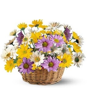 Daisy Pick-Me-Up