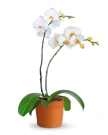 Growers Choice Orchid Plant Plant