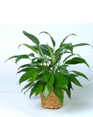 Spathiphyllum (Peace lily) Plant