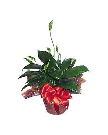 GP02 ''Peace Lily''