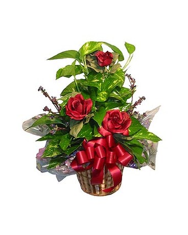 GP21 ''POTHOS IVY POLE''