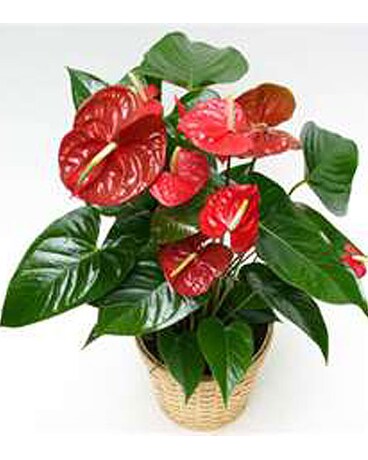 GP68 ''Anthurium Plant''