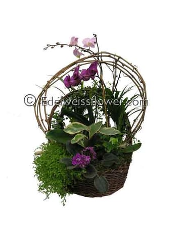 European Orchid & Violet Planter Basket Garden
