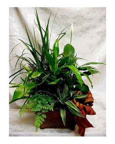 Dish Garden 115