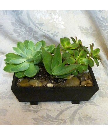 Succulent Garden