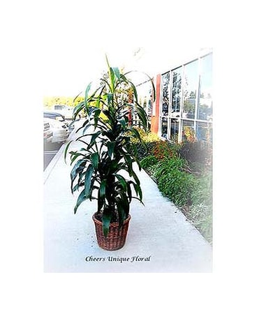 Dracaena Lisa