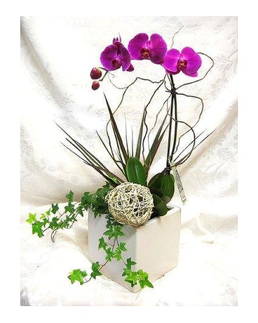 Orchid Series 21
