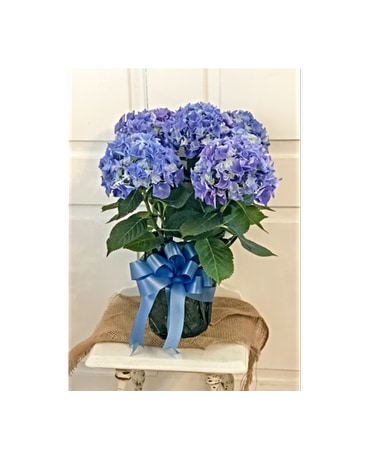 HAPPY HYDRANGEA