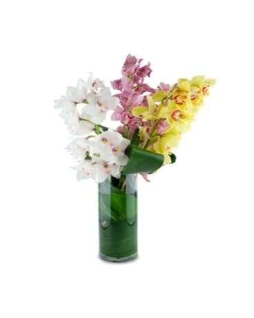 Assorted Cymbidium Orchids