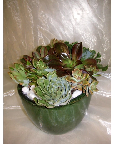 Westside Succulents