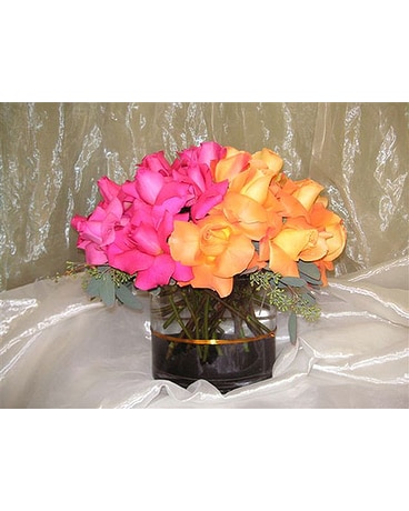 Hot Sherbert Roses