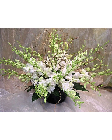 Luxurious White Orchids