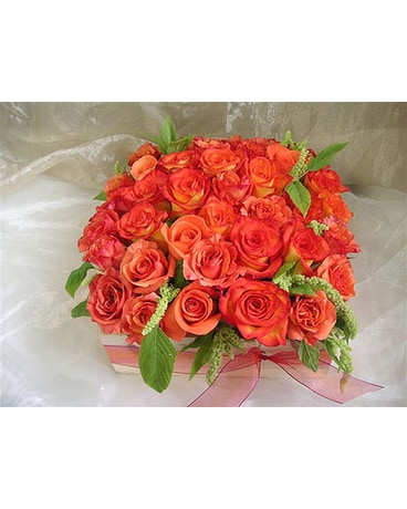 Orange Bed of Roses