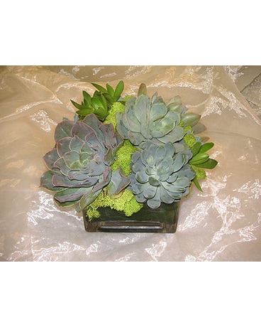 Succulent Cube