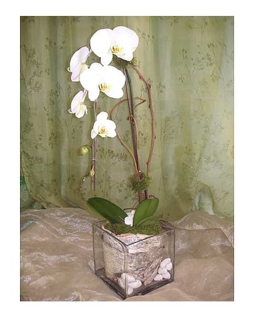 Cascade White Phal Orchid Plant with Birch Bark