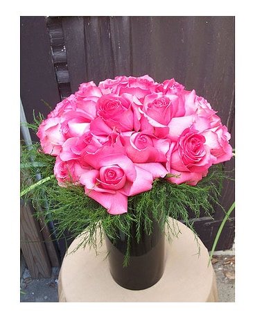 Shocking Pink Roses