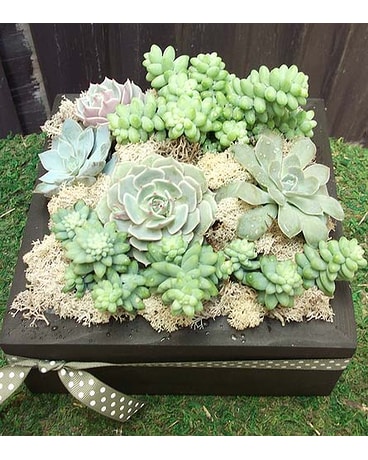 Succulent Plant Square
