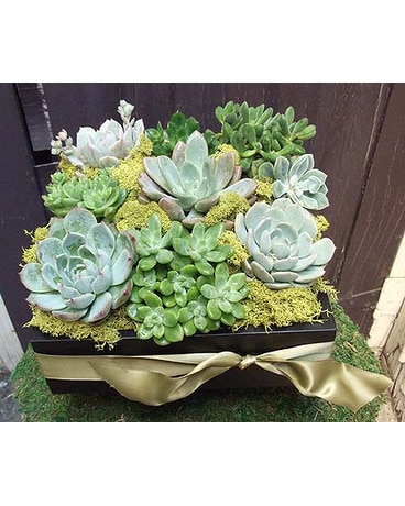 Green Thumb Succulent Garden