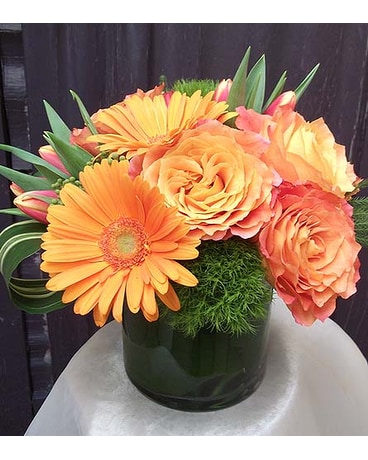 Spirited Orange