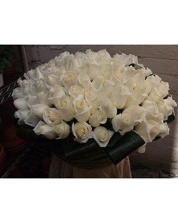 White Rose Spectacular