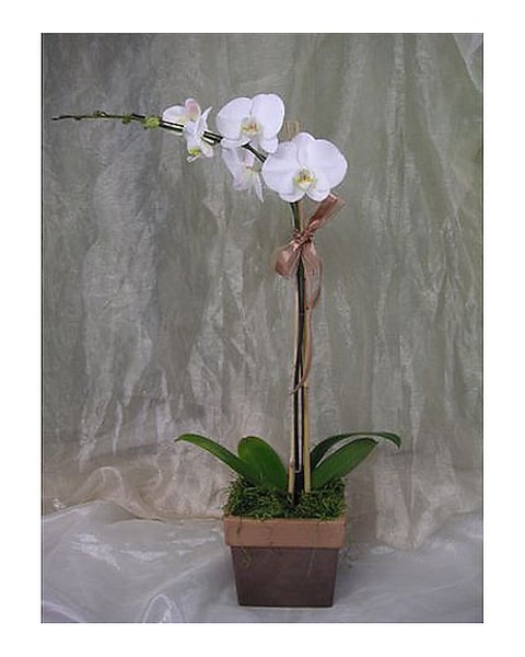 Single Tall White Phal Orchid Plant in West Los Angeles CA - Westwood Flower  Garden