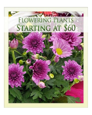 Flowering Plants