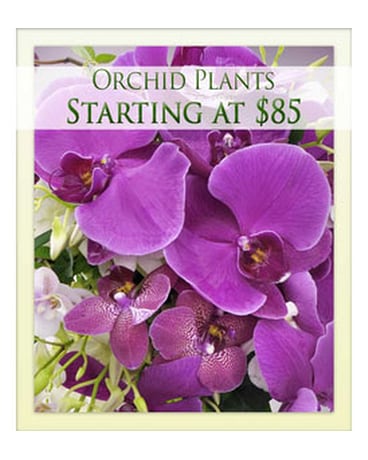 Orchid Plants
