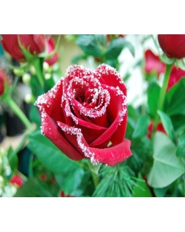 Dozen Snow Kissed Roses