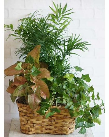 Triple Plant Basket Flower Arrangement