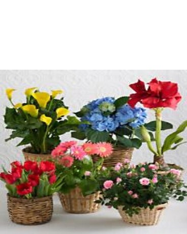 BLOOMING PLANT PROGRAM Flower Arrangement