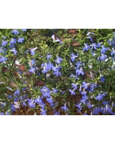 As Shown size,  inches height and  inches wide.