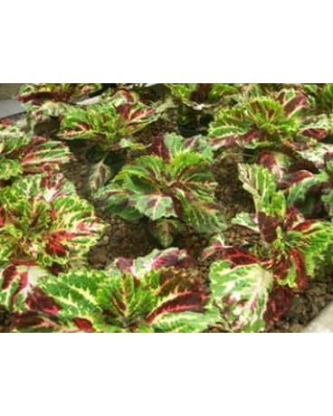 Kong Mosaic Coleus