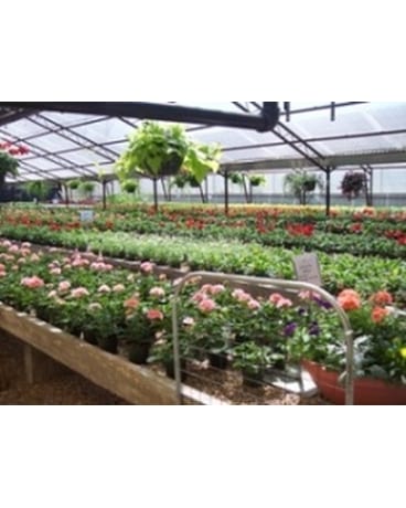 Greenhouse Delivery Oklahoma City Ok Morrison Floral Greenhouses