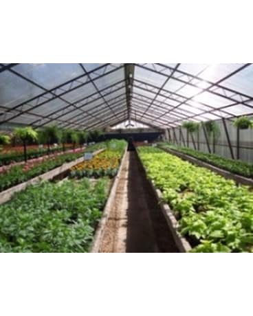 Greenhouse