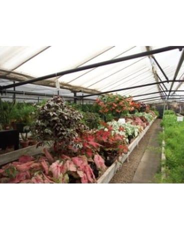 Greenhouse