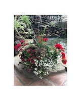 As Shown (About 10 plants) size,  inches height and  inches wide.