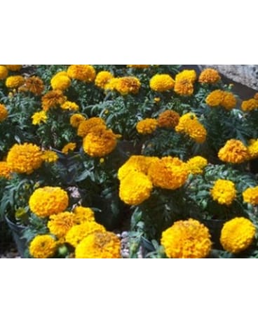 Marigolds
