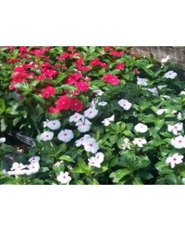 Periwinkle