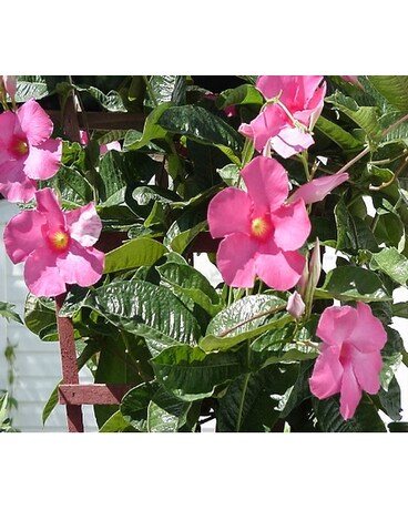 Dipladenia - Pink