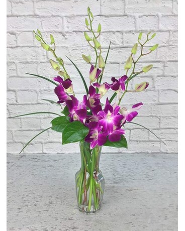 Orchids Delight