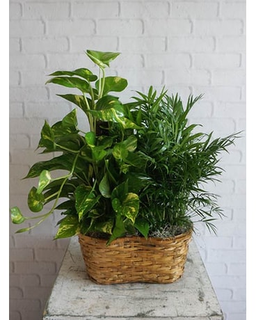 Double Plant Basket