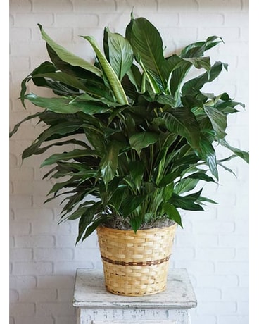 Large Elegant Spathiphyllum