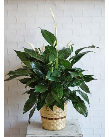 Medium Elegant Spathiphyllum