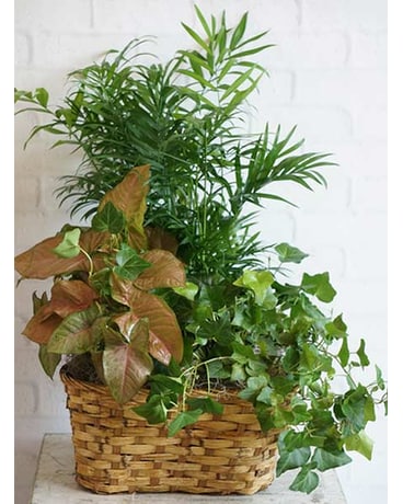 Triple Plant Basket