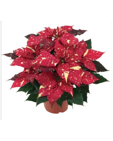 Jingle Bells Poinsettia Flower Arrangement